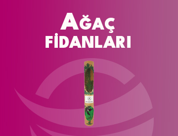 Ağaç Fidanları